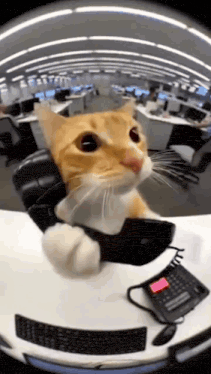 Moshi the cat yelling into an office phone